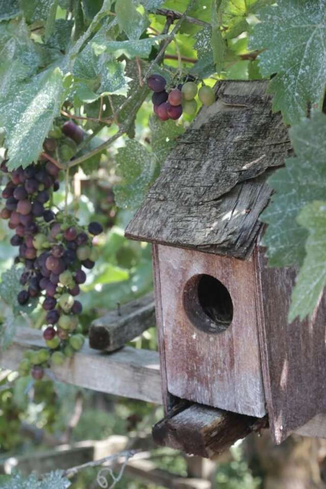 Гостевой дом Guest House Caucasus Кутаиси-18